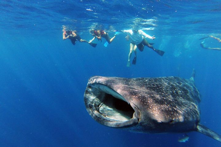 a whale swimming in water