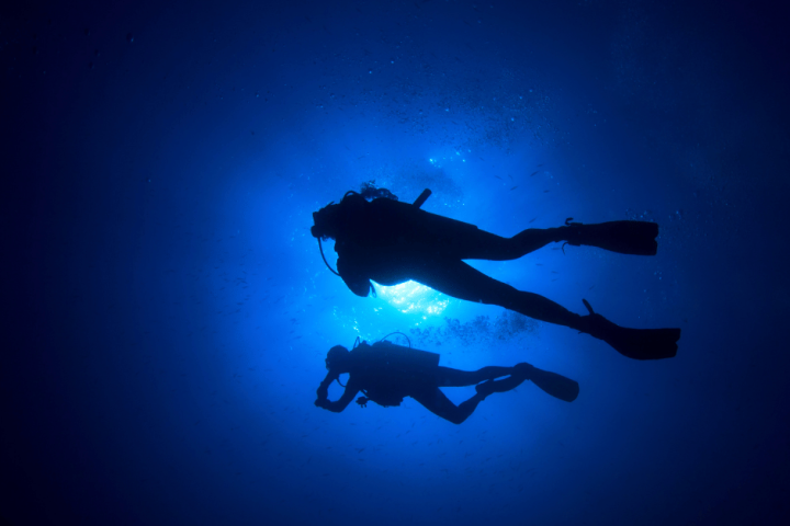 a dog swimming in the dark